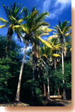 Carriçal de São Nicolau