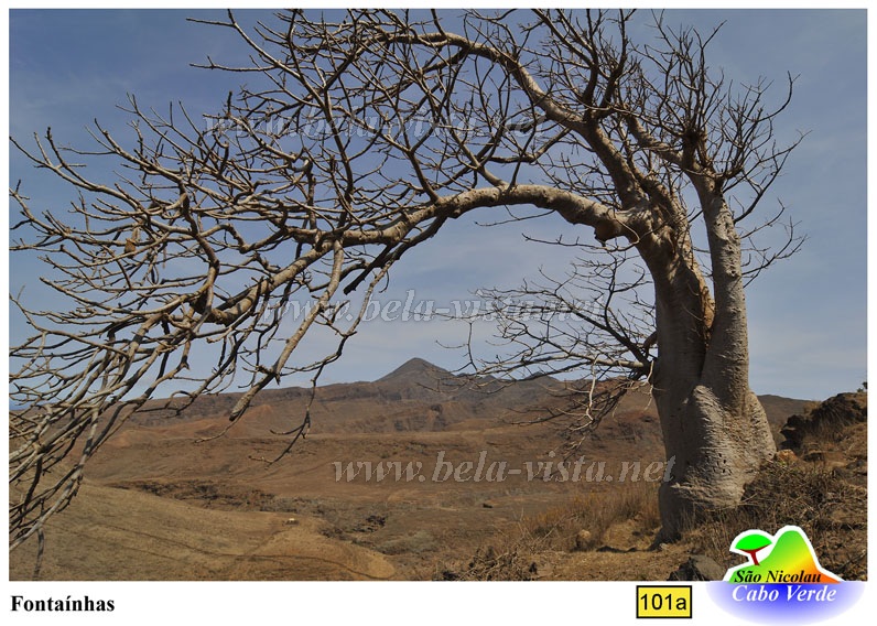 Baobab tree in Sao Nicolau Cape Verde