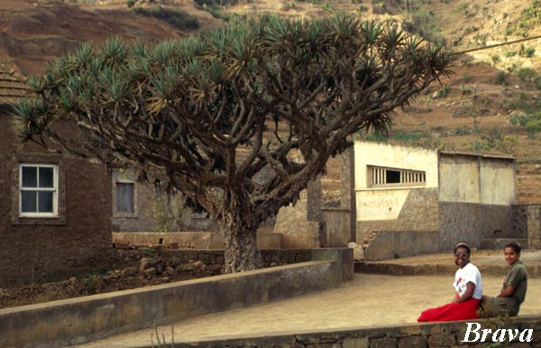 Brava Kap Verde Kapverdische Inseln - Drachenbaum : dragoeiro : dragon tree