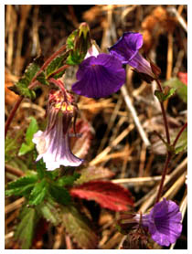 Campanula jakobea