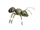 ant.gif (8593 bytes)
