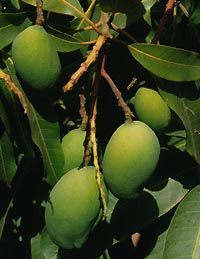 Mango Frucht Cabo Verde