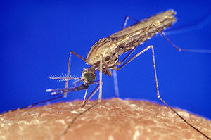 Anopheles gambiae Foto: Wikipedia contributors