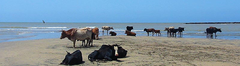 Calheta Beach Ilha do Maio