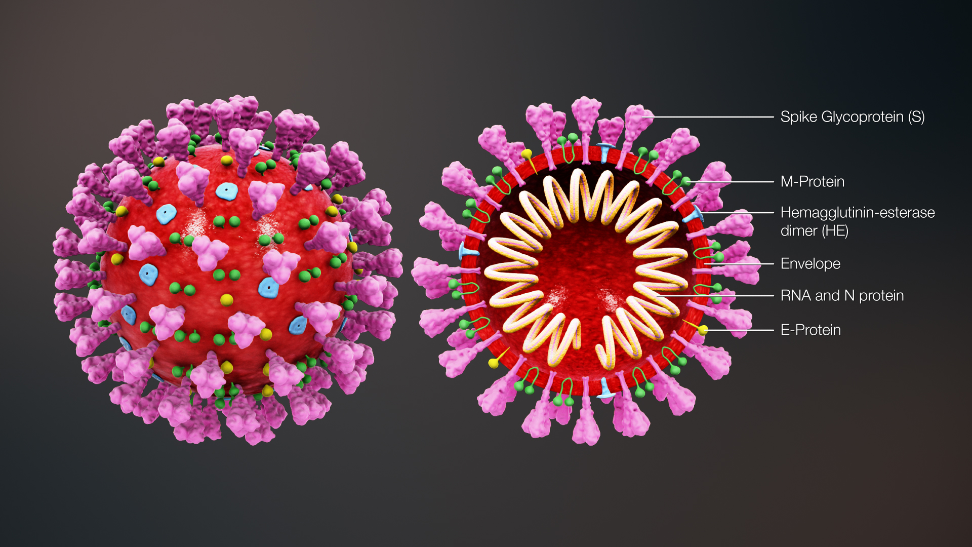 SARS-cov-2 Virus